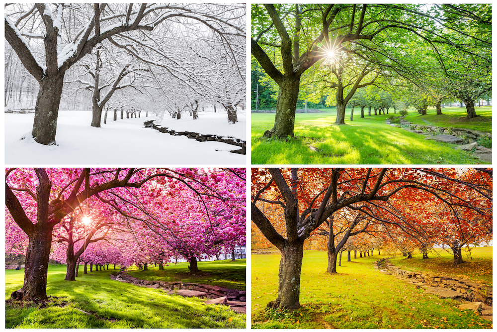 image showing same landscape during all four seasons
